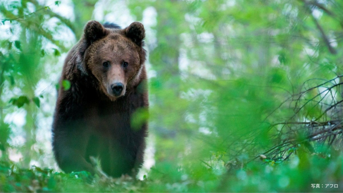 欧州でもクマ被害 同じ個体が再び襲撃…駆除数倍増の国も 保護団体は「予防策」訴え