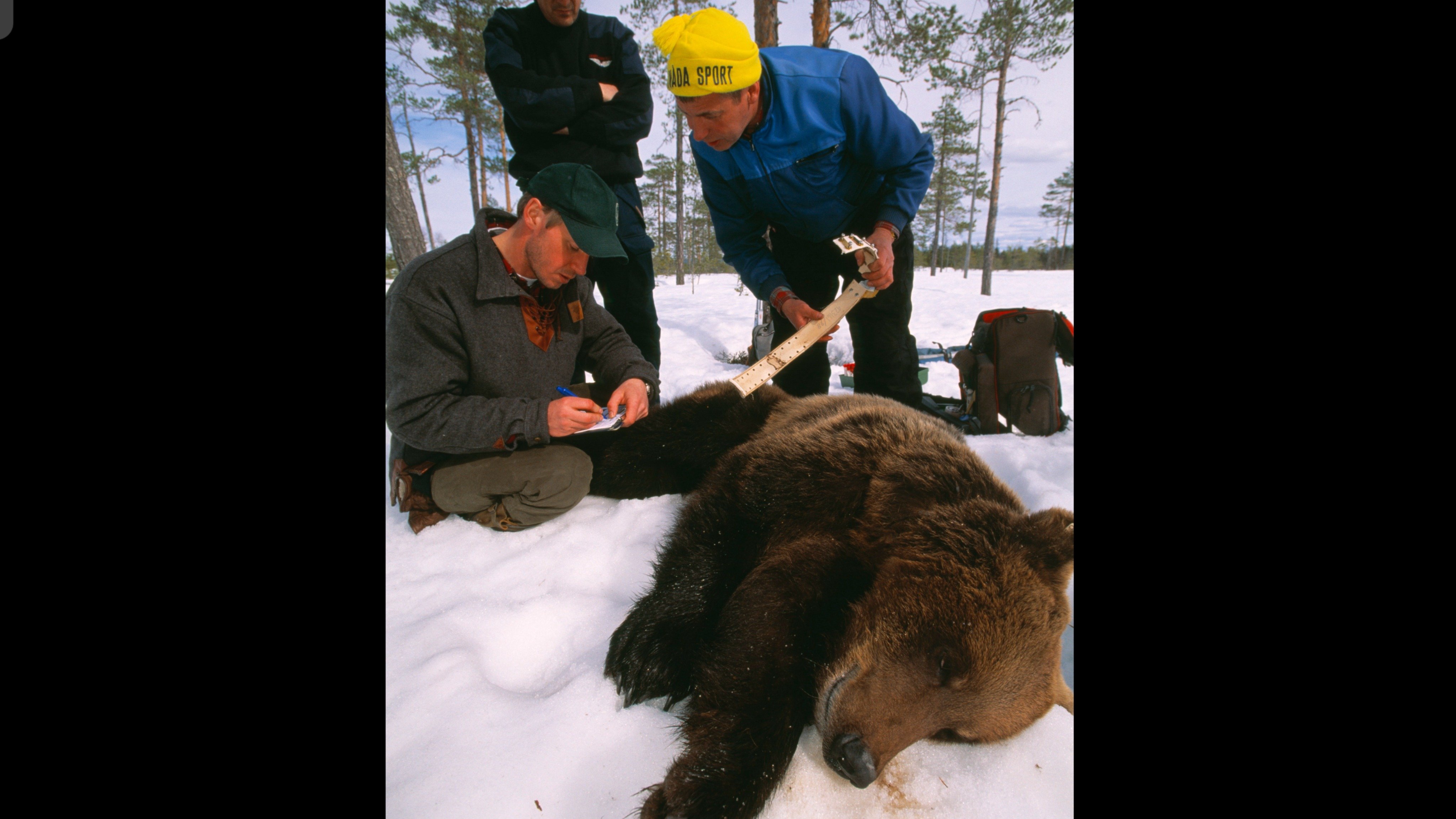 スウェーデン クマの調査員