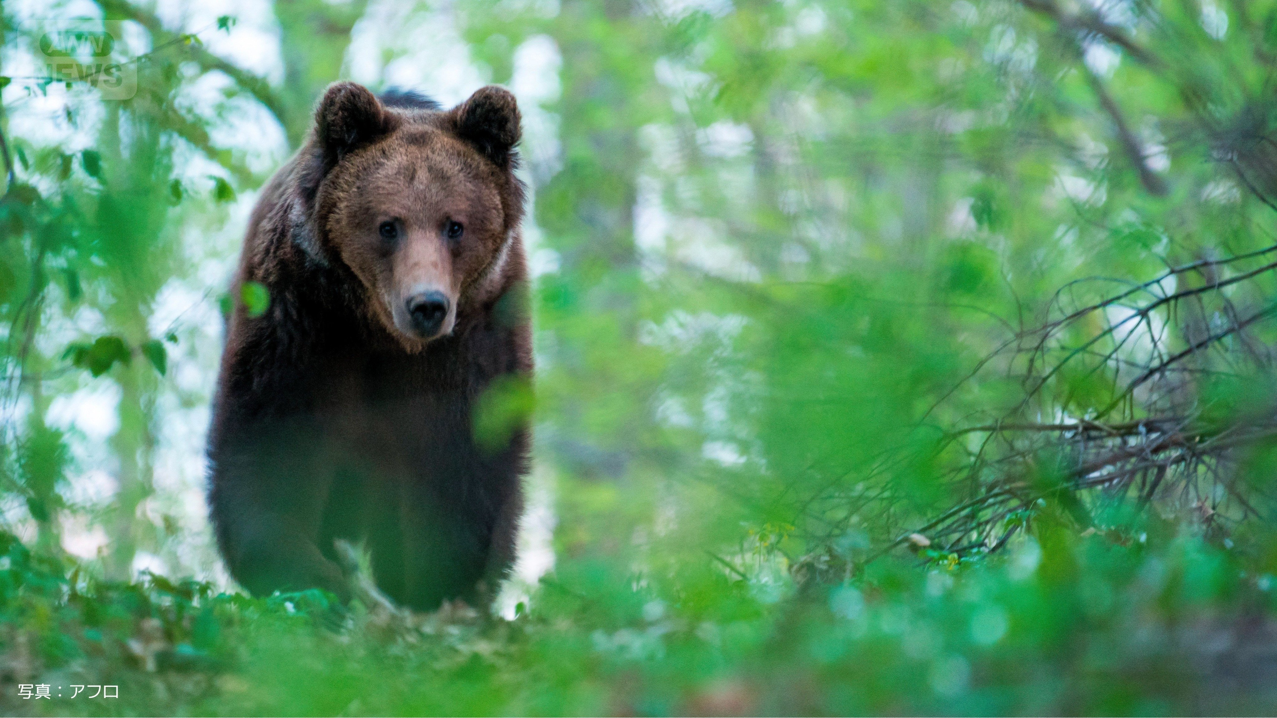 スロバキアのクマ