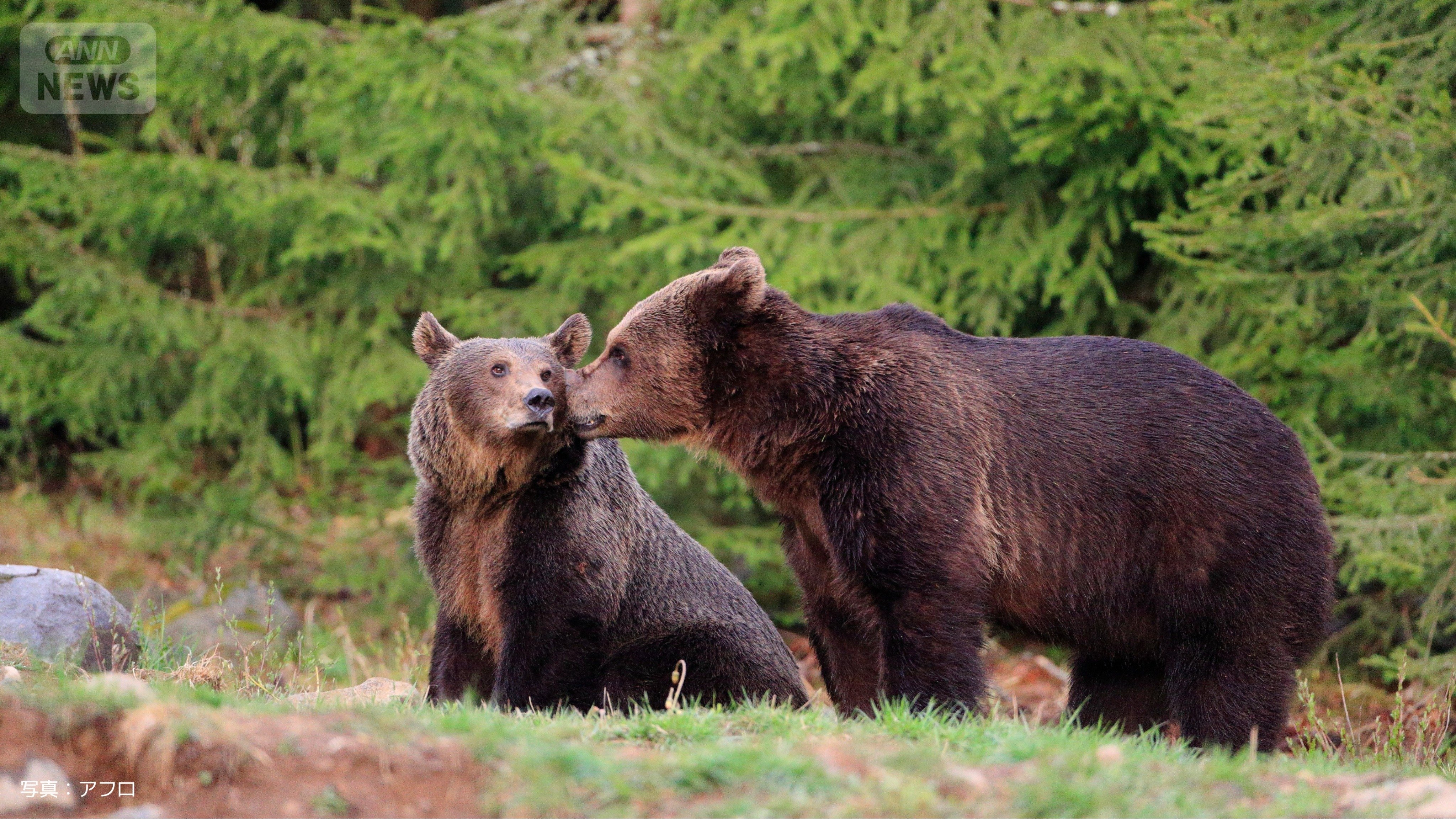 ルーマニアのクマ