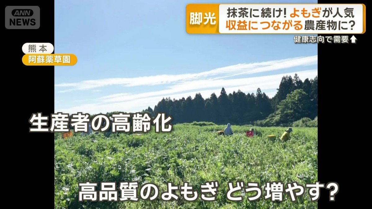 生産者の高齢化 高品質のよもぎどう増やす?