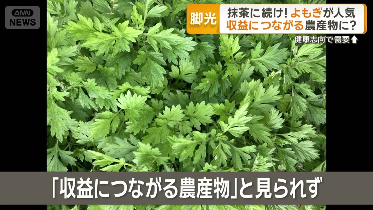 「収益につながる農産物」と見られていなかったよもぎ