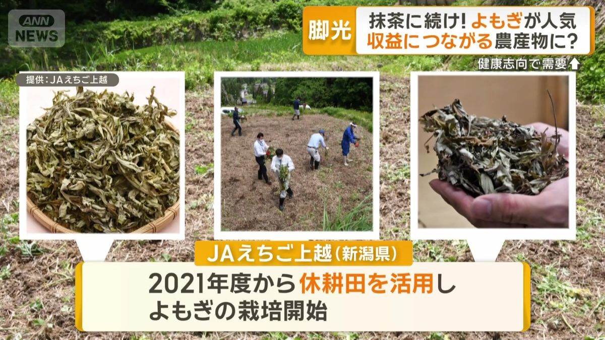 休耕田を活用したよもぎ栽培開始