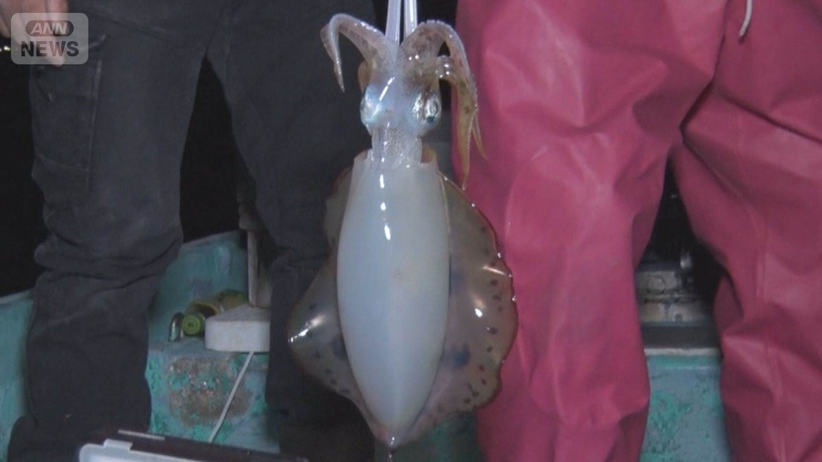 「王様」アオリイカの旬到来 身が柔らかく、うまみ濃厚 一本釣りは高値に