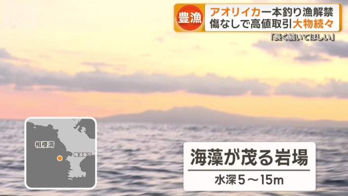 海藻が茂る岩場