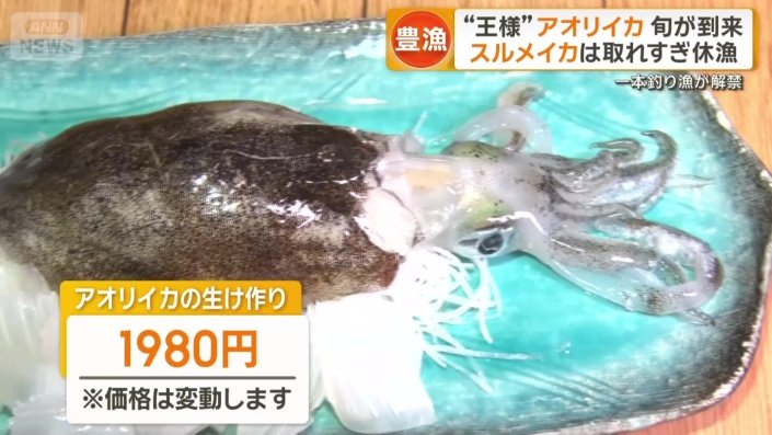 アオリイカの生け作り