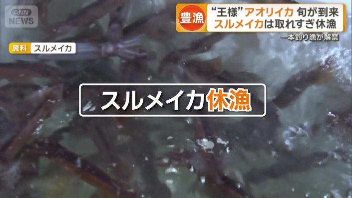 スルメイカは休漁