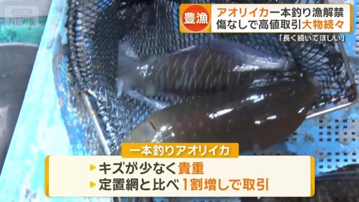 一本釣りアオリイカ