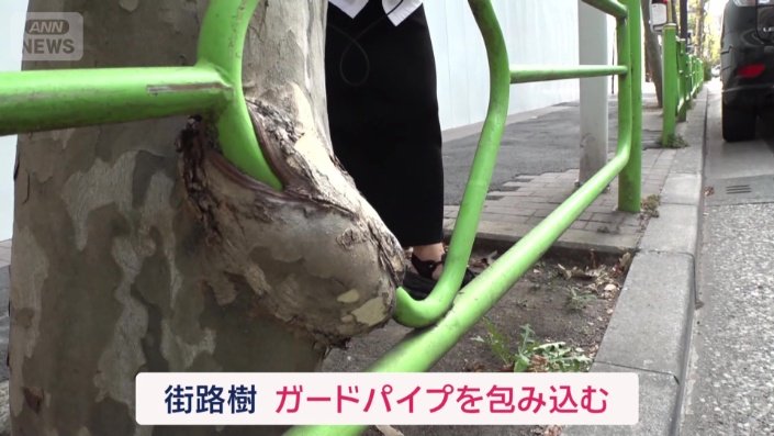 ガードパイプを包み込む街路樹