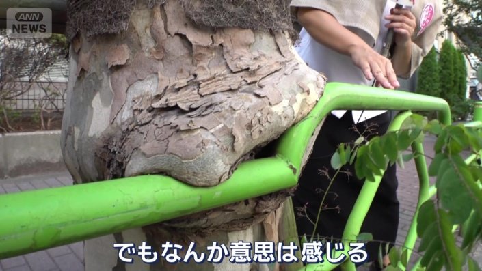 成長途中の木にヒントが