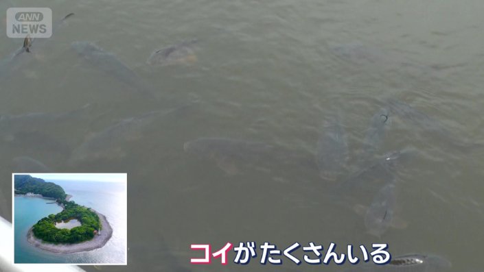 コイがいるということは淡水?