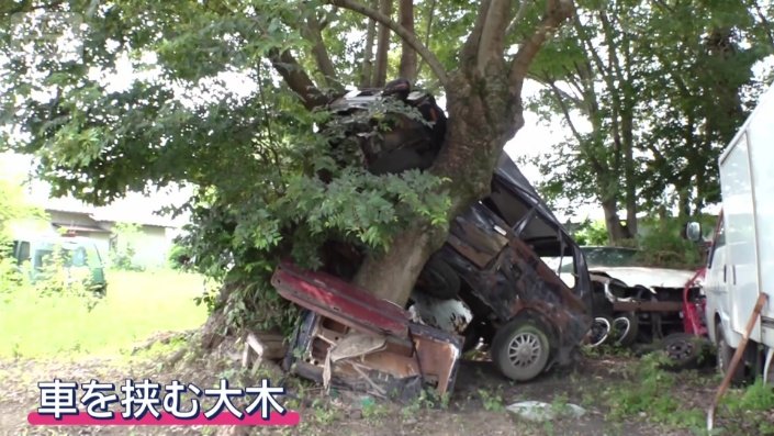 木の幹が挟んでいたのは車