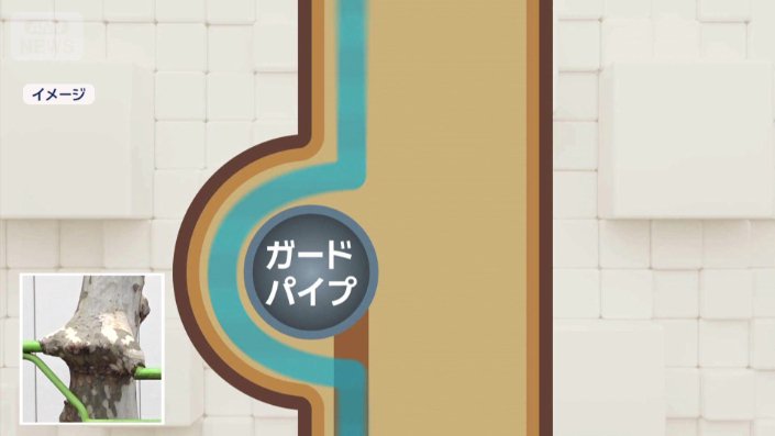 養分が流れる通り道を確保するため、幹が大きく形を変えた