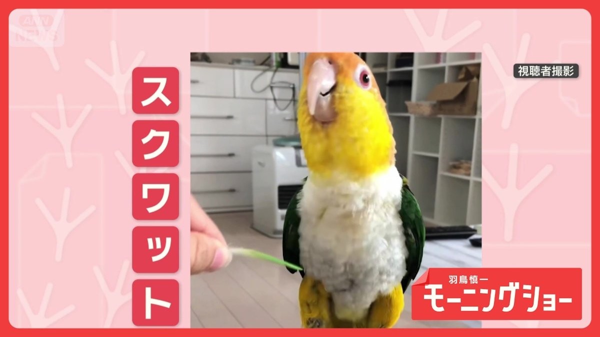 裏拍マスター? 逆方向“スクワット”インコさん 動いている物と逆に動くのはなぜ?