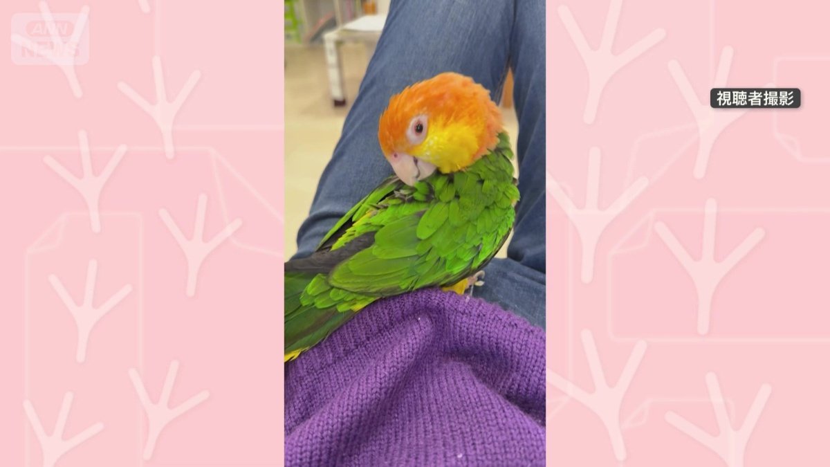 飼い主の上で毛づくろい