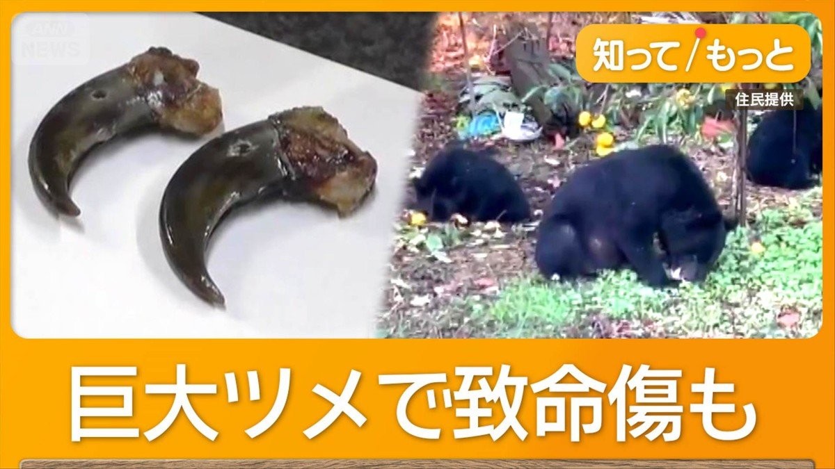 命がけのクマハンターに同行　「箱わなに入っていてもクマは怖い」　緊張の見回り