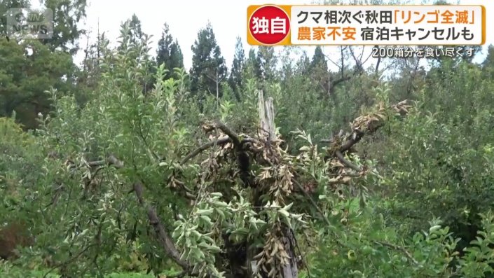 クマが登ったリンゴの木