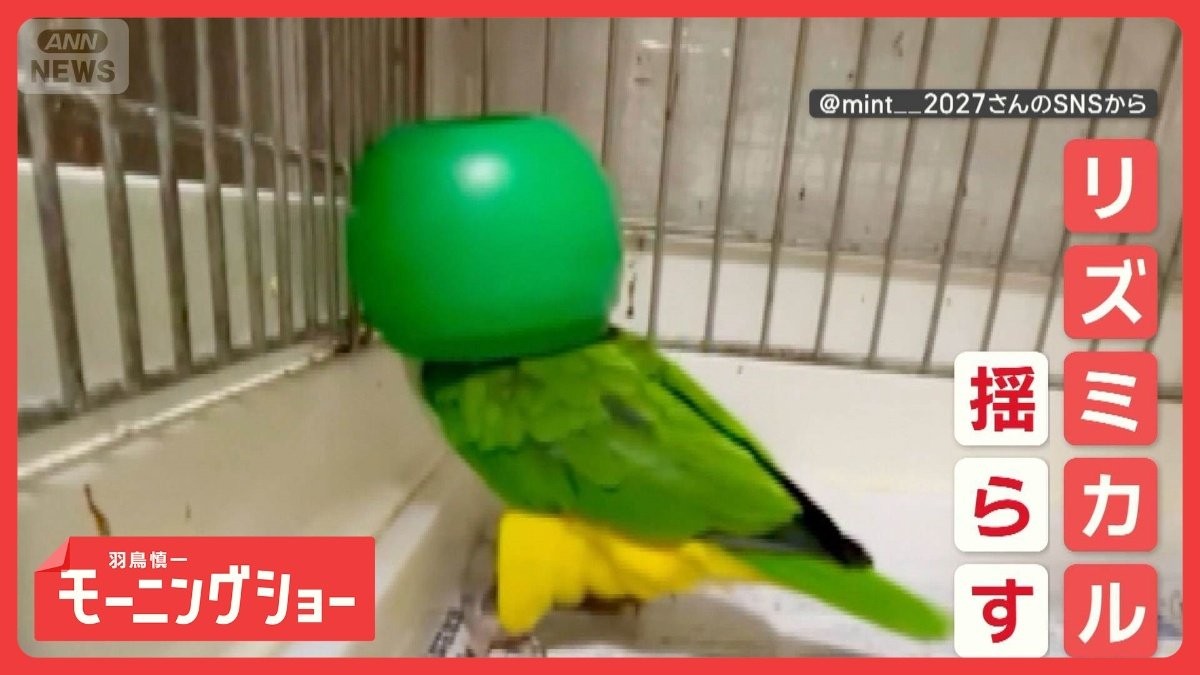 ノリノリ？かぶり物インコさん　リズミカルに体揺らし　なぜカップをかぶってダンス？