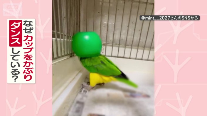 シロハラインコの、だいちゃん(6)