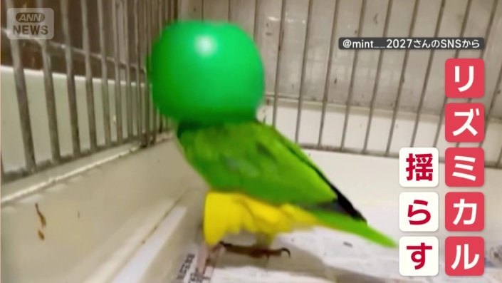 頭にカップをかぶると、リズミカルに足踏み