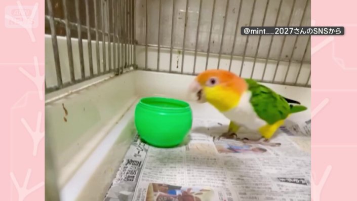 アイスのカップに近づくインコ