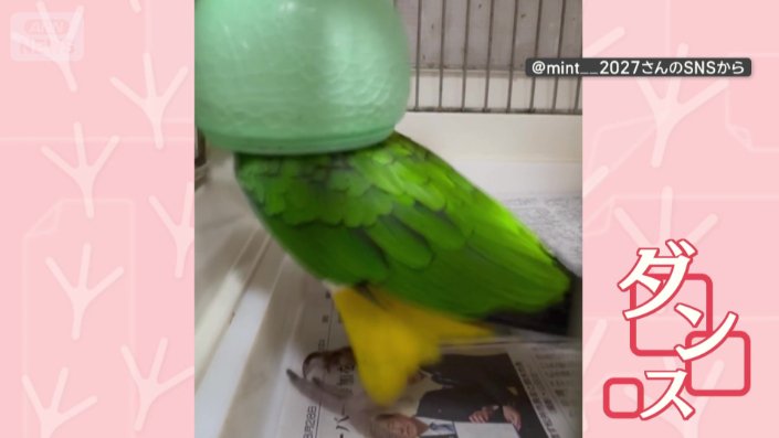 別の日も…まるでダンスをしているよう