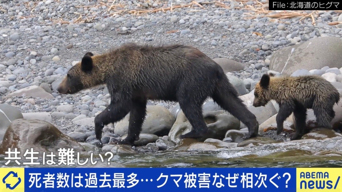 ヒグマに襲われ140針…当事者に聞く恐怖「後ろから倒されて、最初は何かわからなかった」相次ぐクマ被害の対策は？