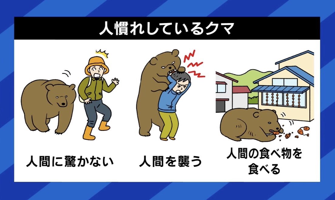 人慣れしているクマ