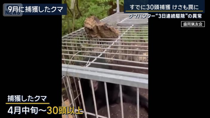捕獲したクマ