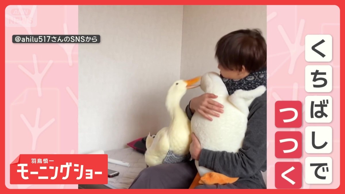 嫉妬なの！？　グワグワとぬいぐるみを攻撃するアヒルくん　まさかの理由とは