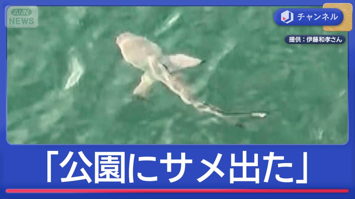 「公園にサメが出た」これは本物?…調べたらサメでした