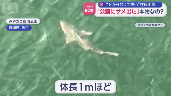 体長1メートルほどの“魚”