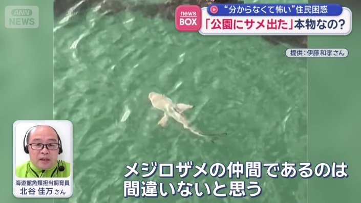 海遊館魚類担当飼育員 北谷佳万さん