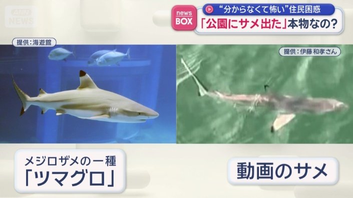 「ツマグロ」というサメの可能性