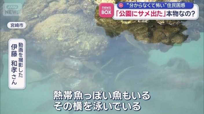 「熱帯魚っぽい魚もいる」