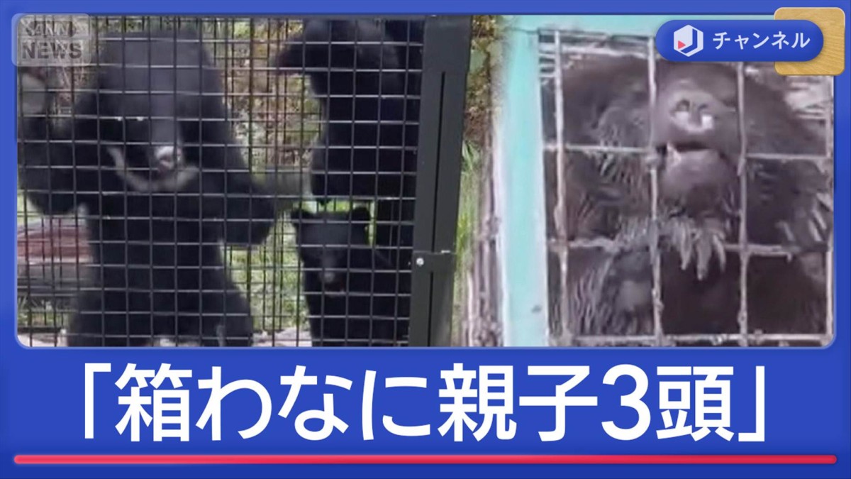 箱わなに親子3頭も クマ捕獲数“最多”に