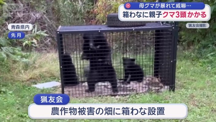 親子のクマ3頭が同時にかかっていた
