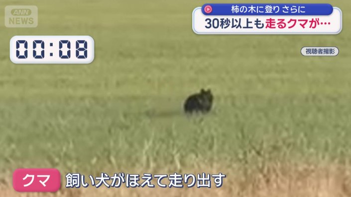 飼い犬が吠えた後クマが突然走り出した
