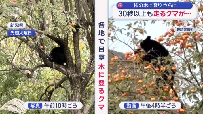各地で木に登るクマを目撃