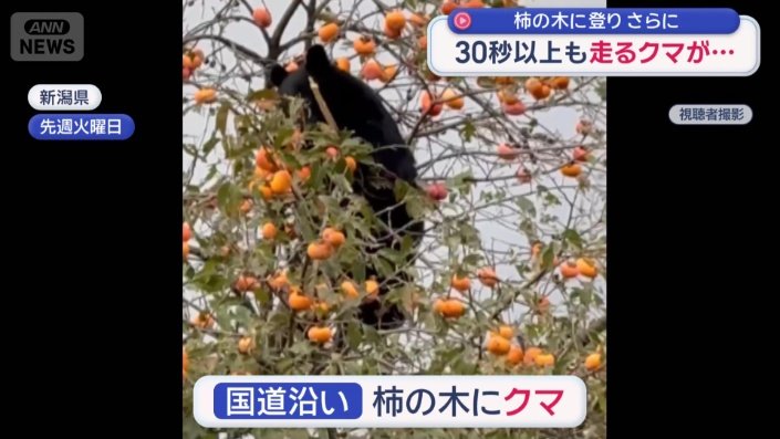 柿の木にクマ
