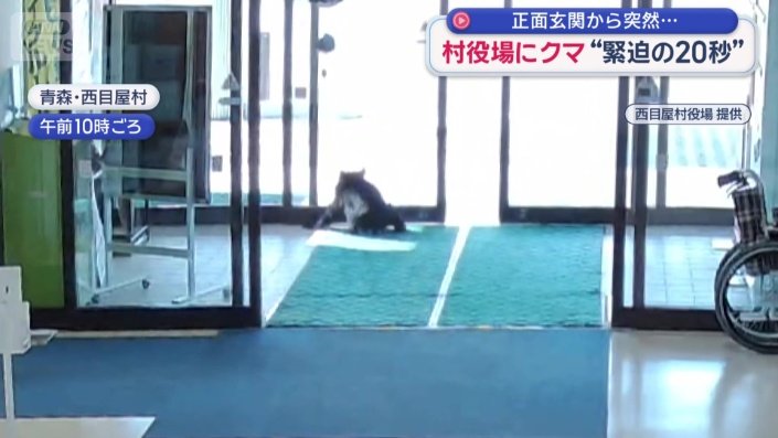 勢いよく入口の自動ドアに激突するクマ