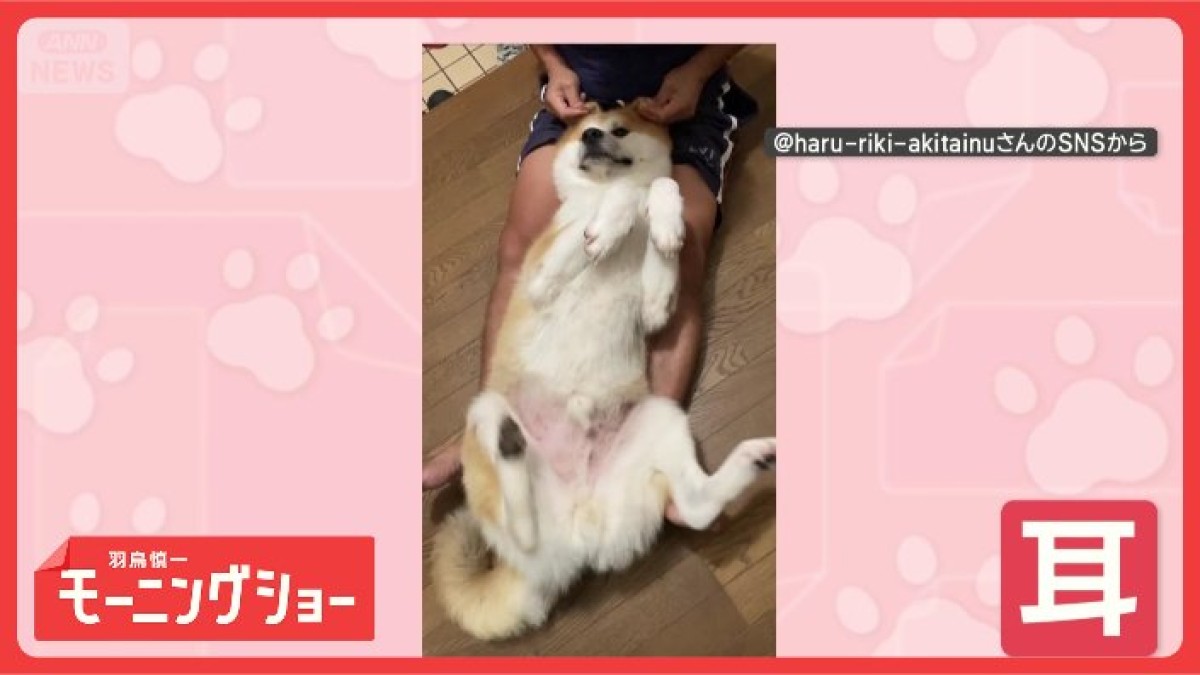 耳をマッサージされると動いちゃうのはなぜ? 後ろ脚をバタバタするワンちゃん