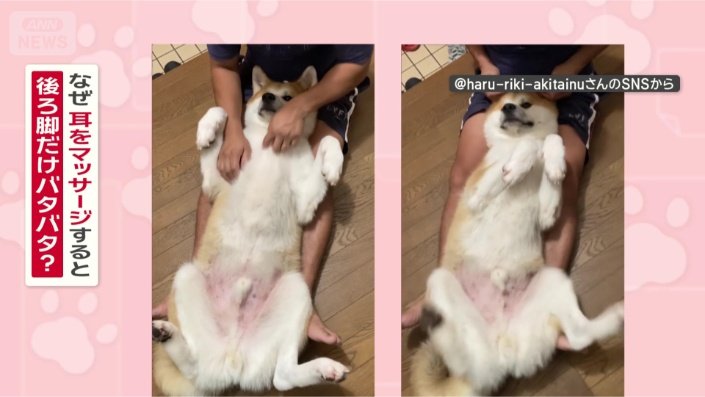 なぜ耳をマッサージすると後ろ脚だけバタバタ?