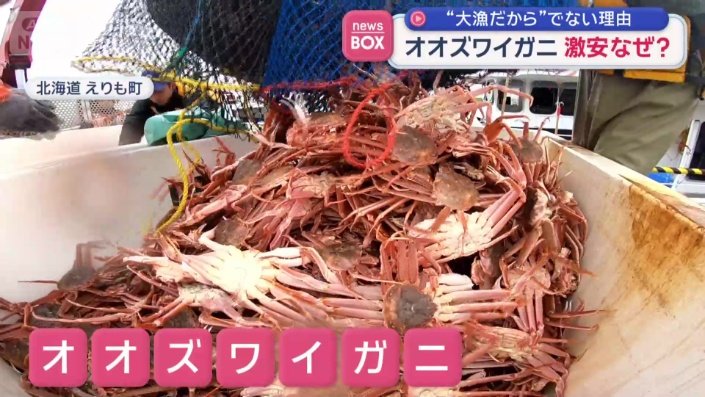ズワイガニとそっくりで、およそ半額