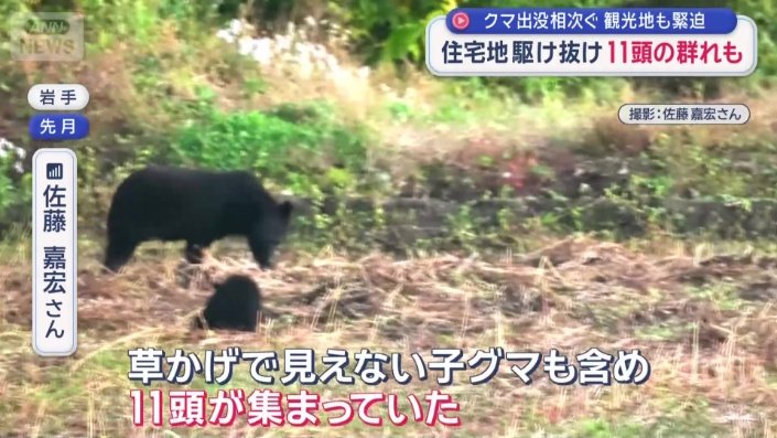 子グマも含め、11頭が集まっていたという