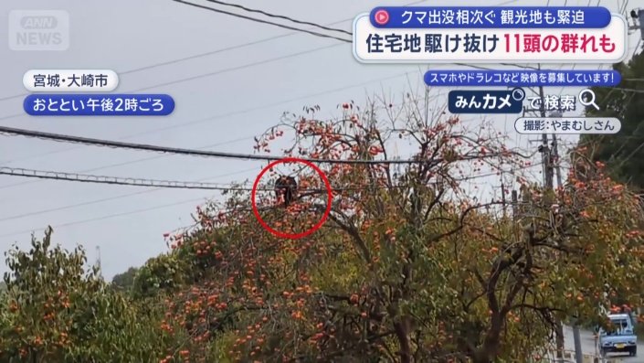 器用に柿の実を食べている