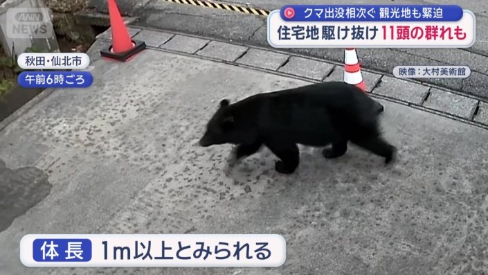 体長は1メートル以上あるとみられる