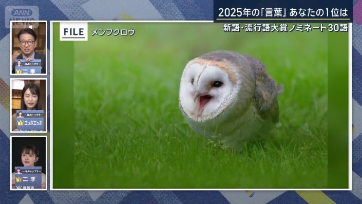 メンフクロウのヒナの写真
