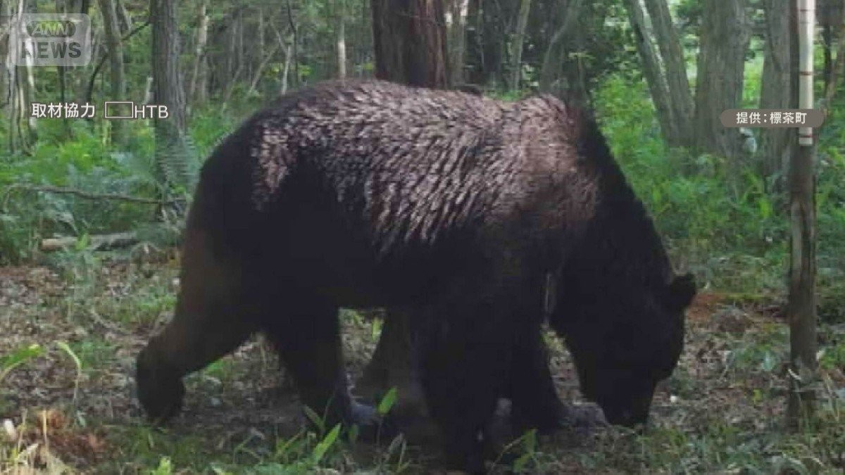 冬眠前のクマはより凶暴に 秋田では自衛隊の活動始まる 武器なし、後方支援のみ