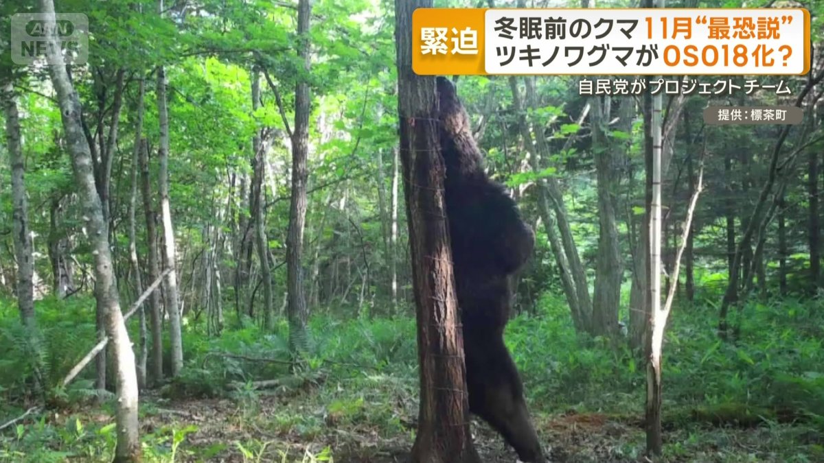 北海道で65頭のウシを襲ったヒグマ「OSO18」
